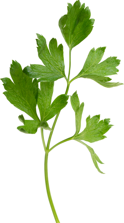 Green parsley leaves on a white background