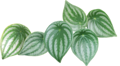 Green watermelon peperomia leaves with white veins on a white background