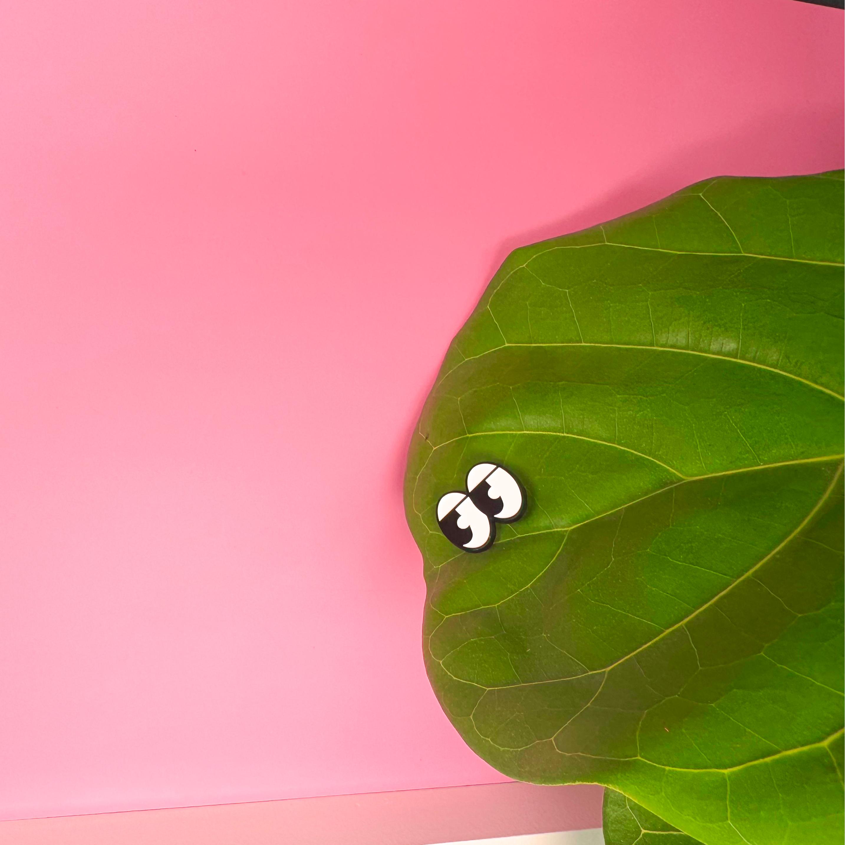 Green leaf with a small white object on a pink background
