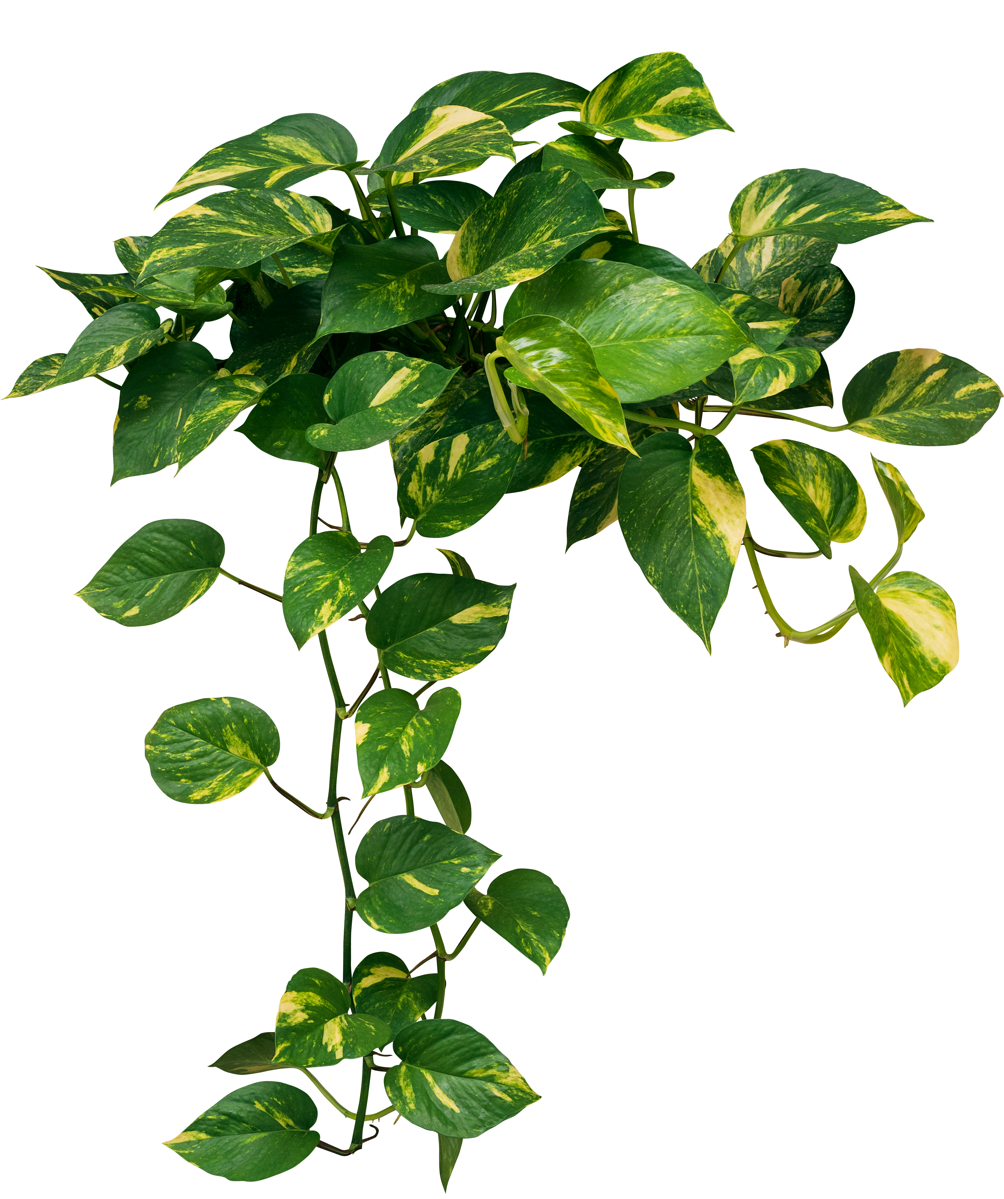Hanging pothos plant with yellow-green leaves on a white background