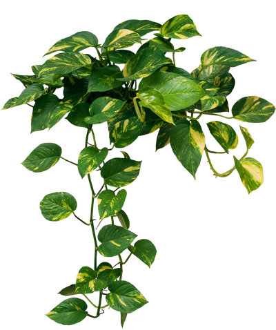 Hanging pothos plant with yellow-green leaves on a white background