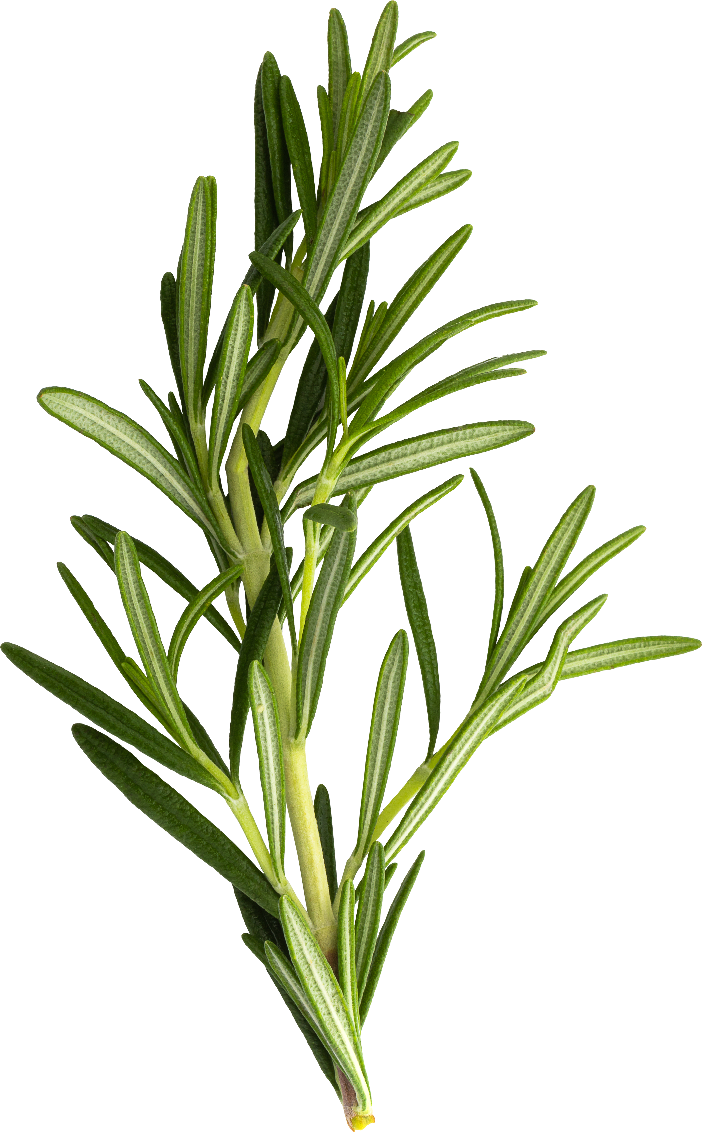 Bunch of fresh rosemary on a white background