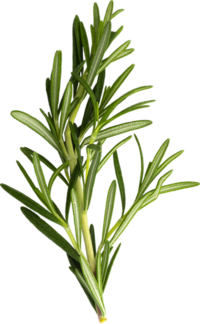 Bunch of fresh rosemary on a white background