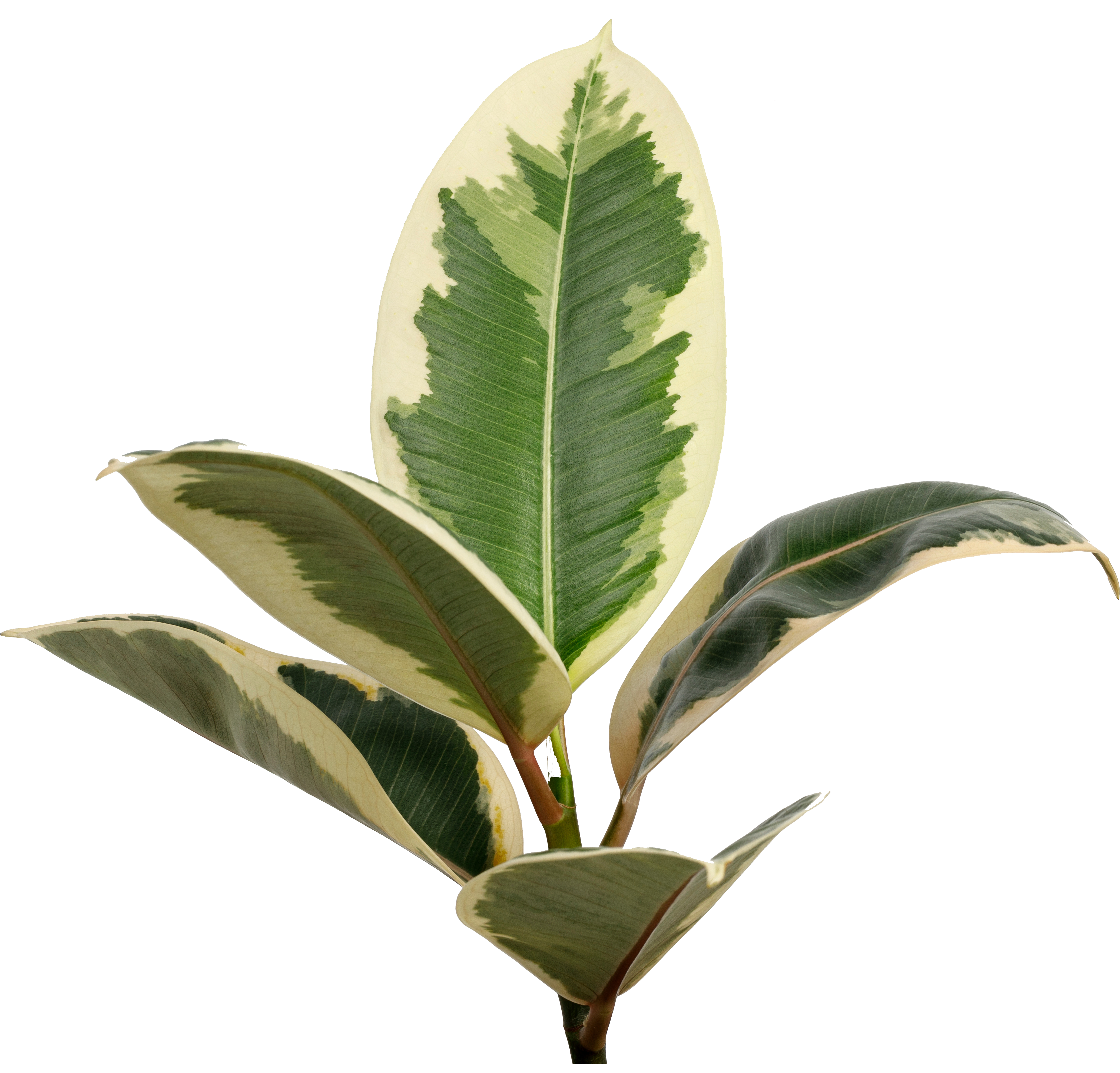 Variegated green and white rubber tree leaves on a white background