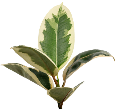 Variegated green and white rubber tree leaves on a white background