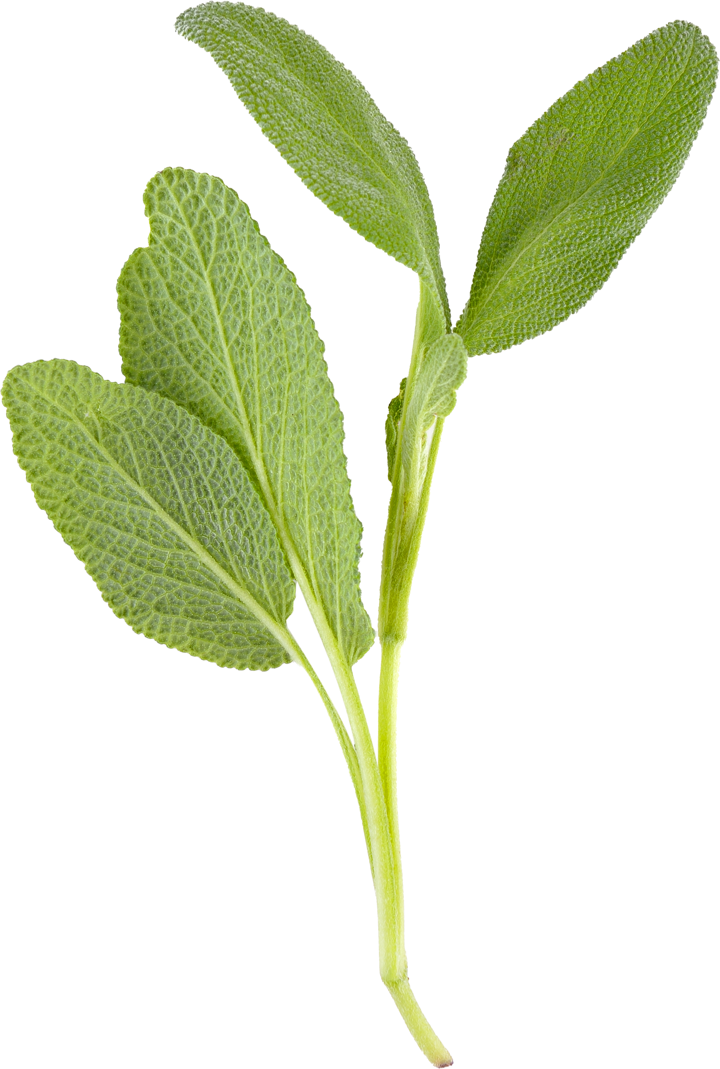 Soft leafy sage herb on a white background
