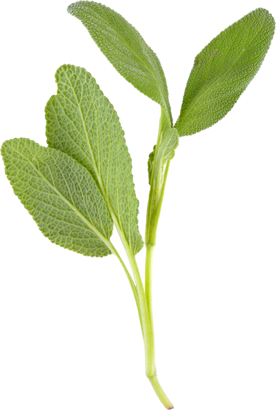 Soft leafy sage herb on a white background