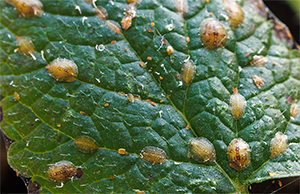 Close-up of a green leaf with small brownish spots of scale insects.