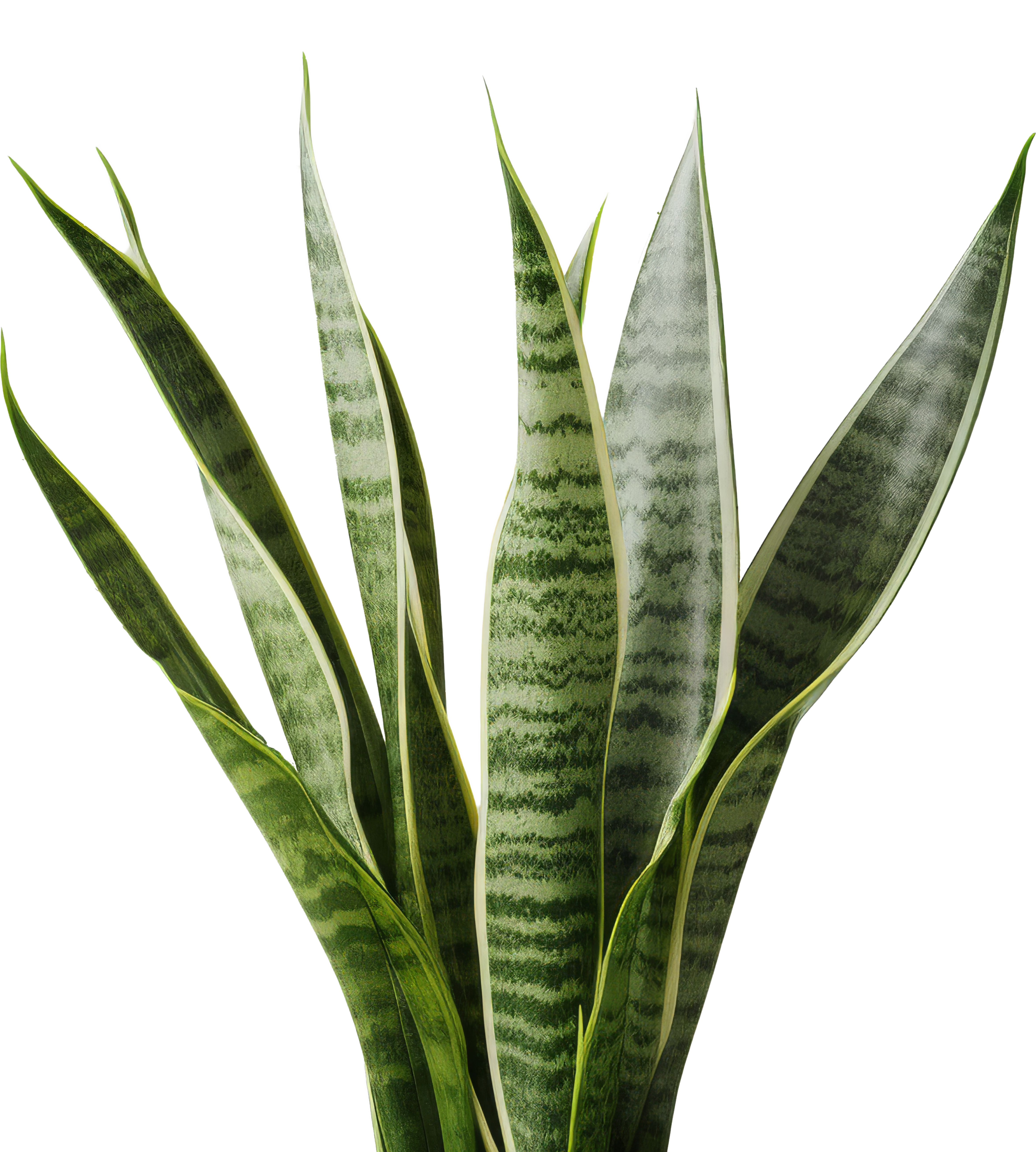 Green snake plant with striped leaves on a white background