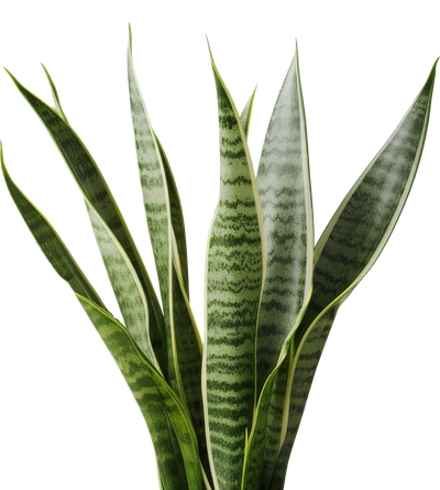 Green snake plant with striped leaves on a white background