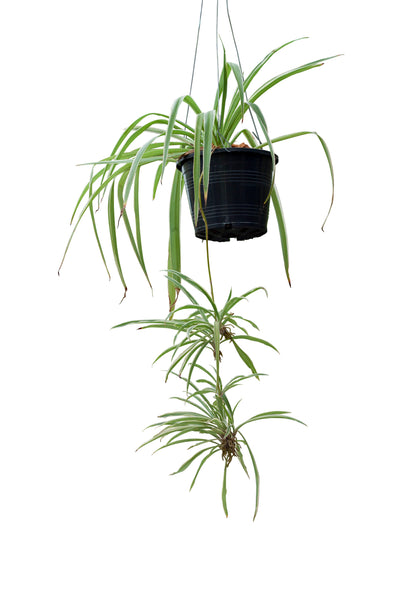 Hanging spider plant in a black pot on a white background