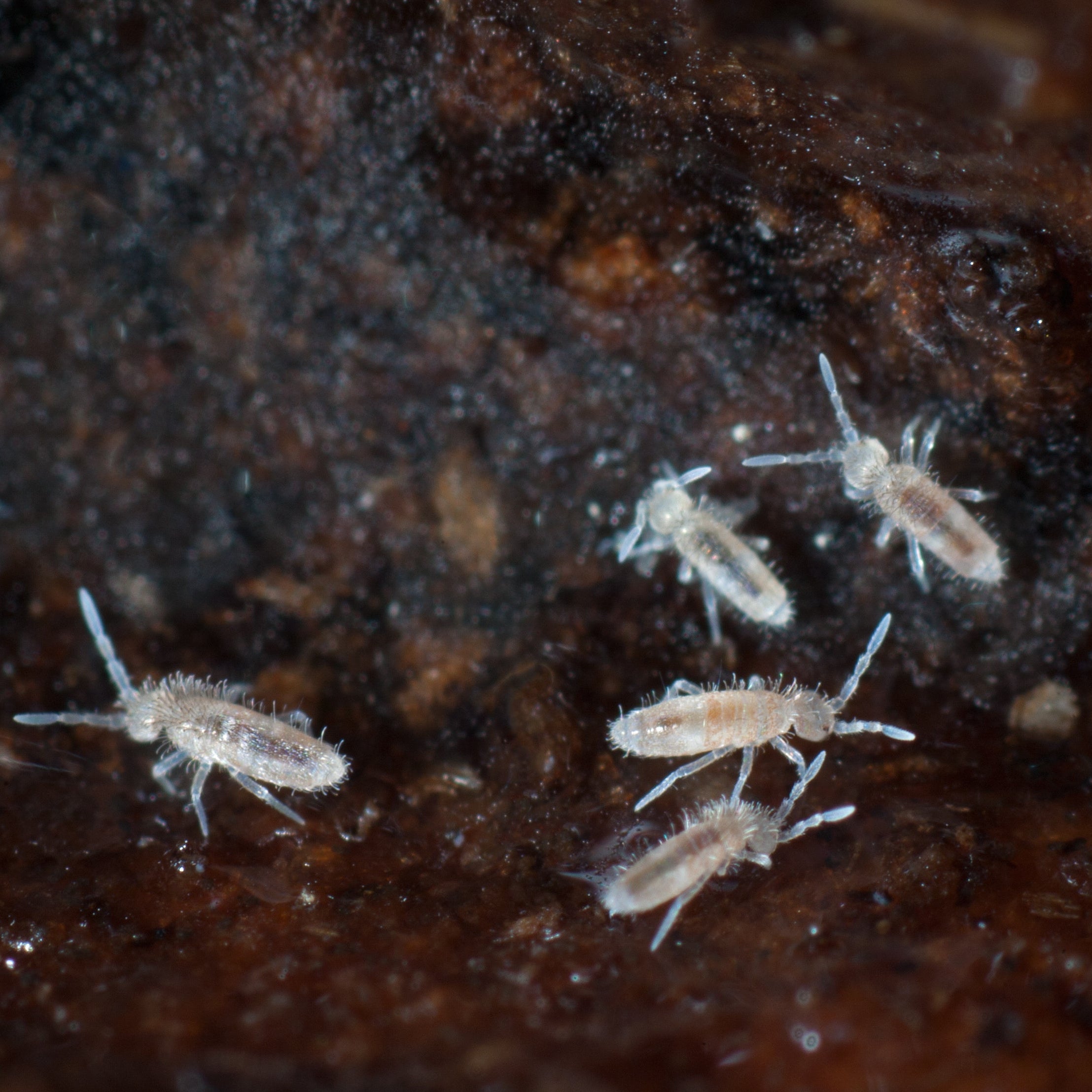 Small arthropods on a dark, textured surface