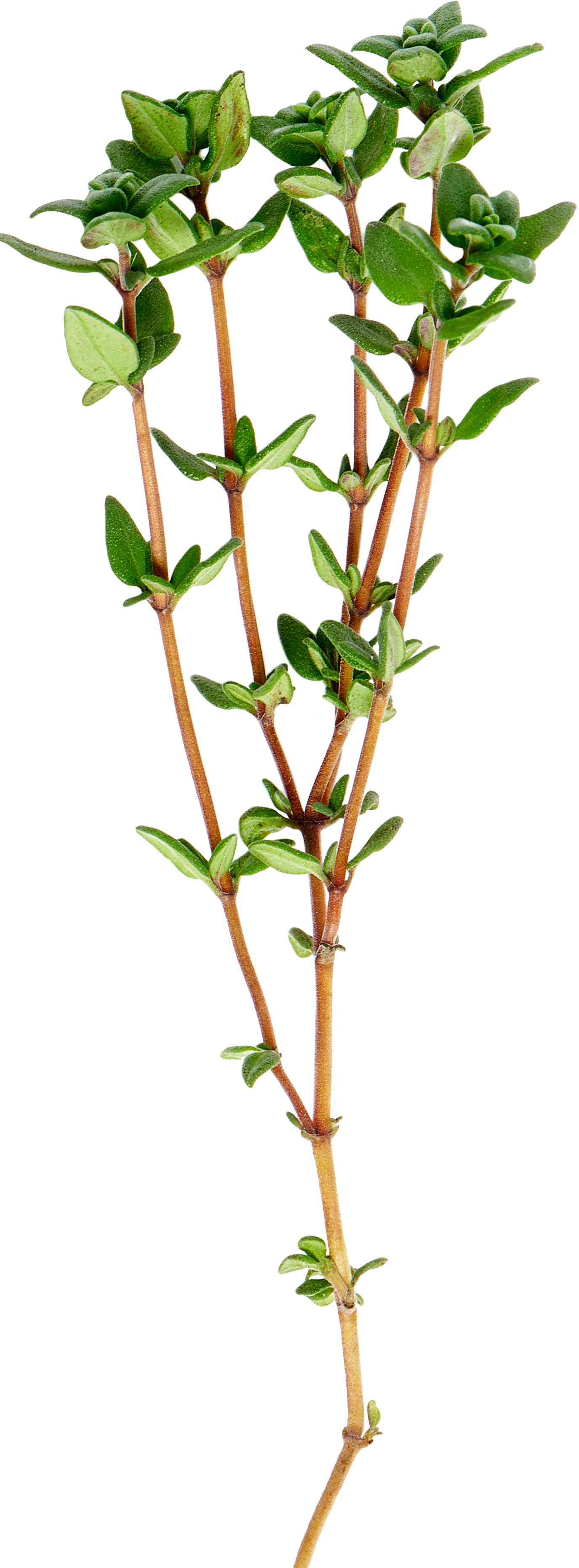Green thyme herb stem on a white background