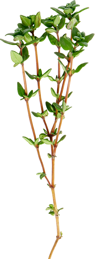 Green thyme herb stem on a white background