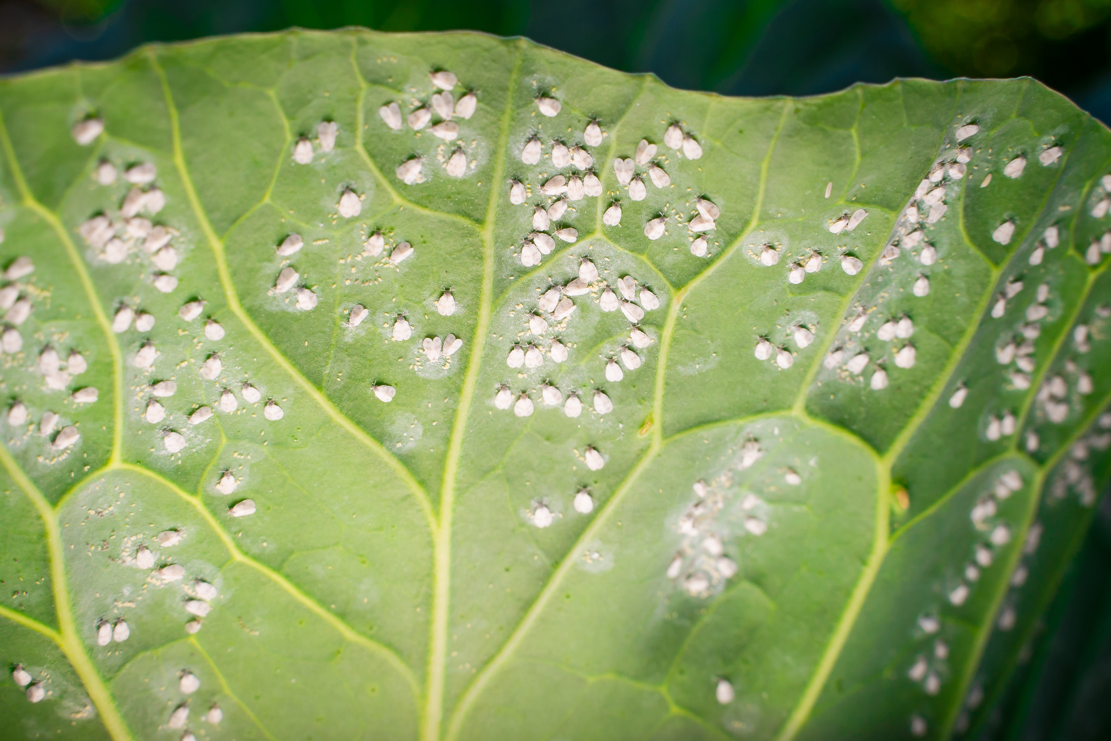 Whiteflies infestations on the underside of a large green leaf