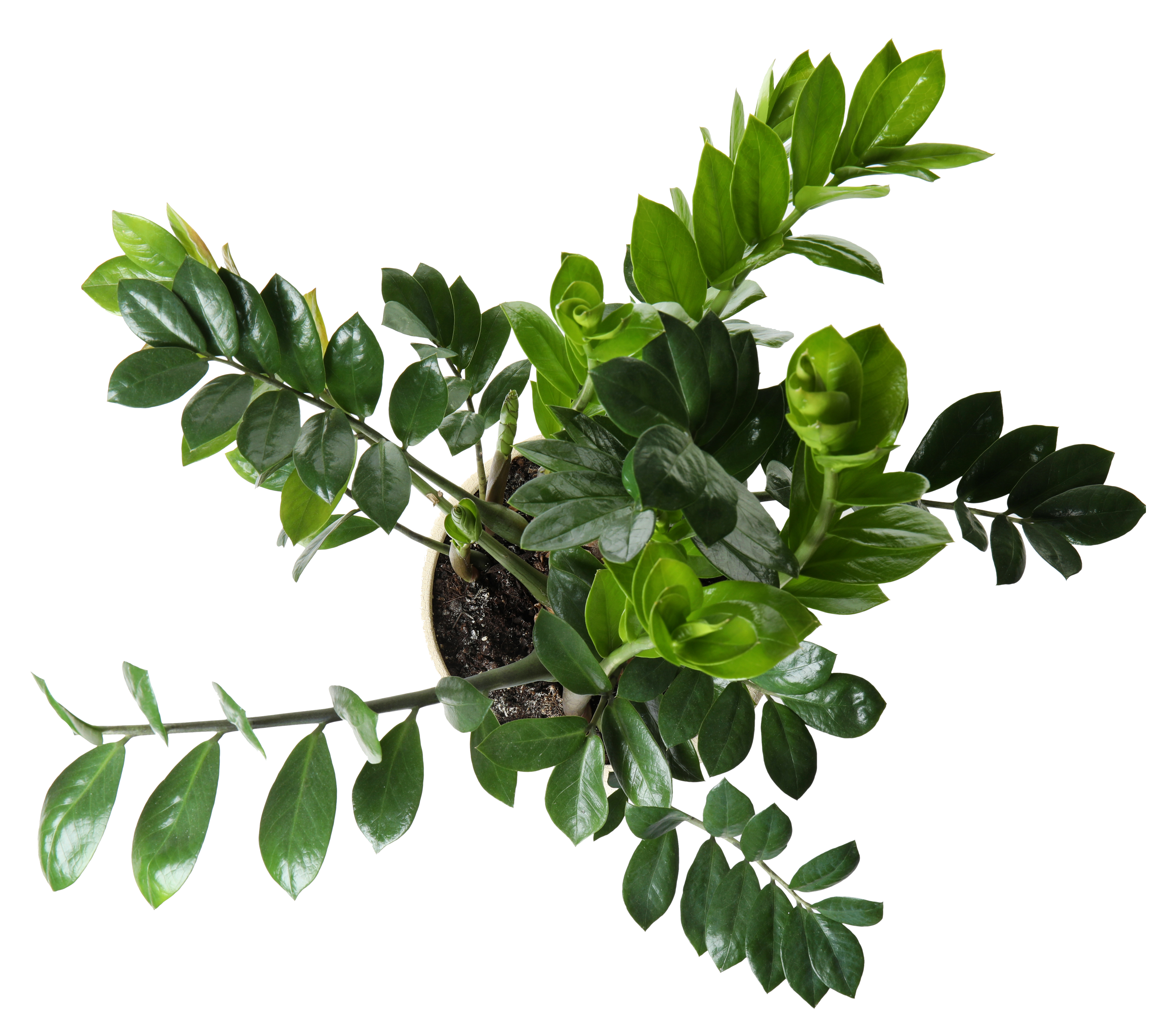 Green potted ZZ plant on a white background