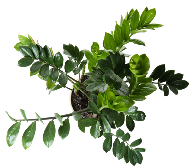 Green potted ZZ plant on a white background