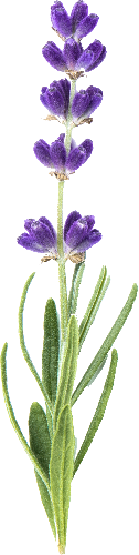 Illustration of a lavender plant with purple flowers and green leaves on a white background