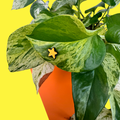 Mini Star (Magnetic Plant Charm)