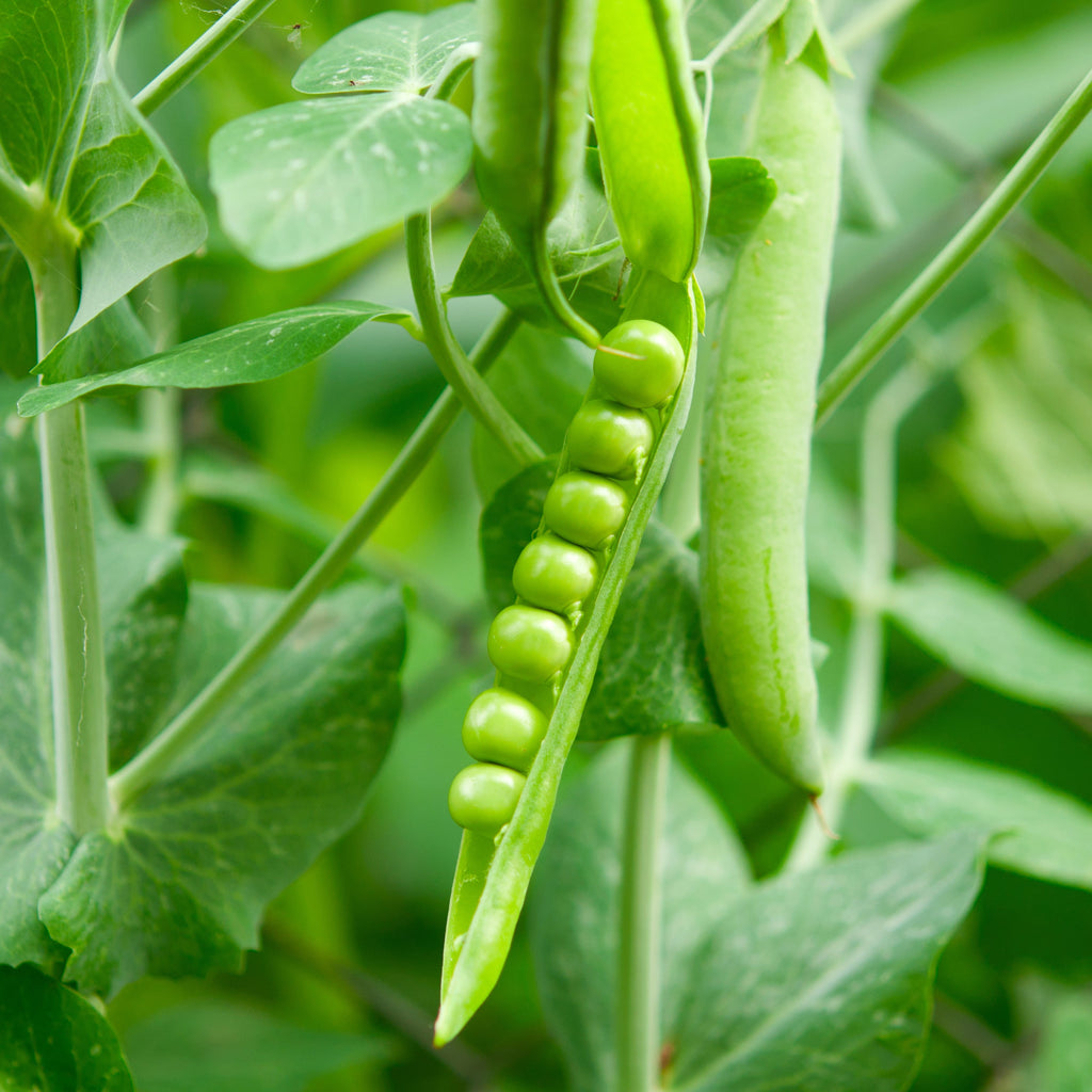 Green peas on a vine with leaves in a garden setting