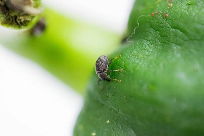 A close-up macro shot of a small silver and black striped weevil beetle climbing on a vibrant green leaf.