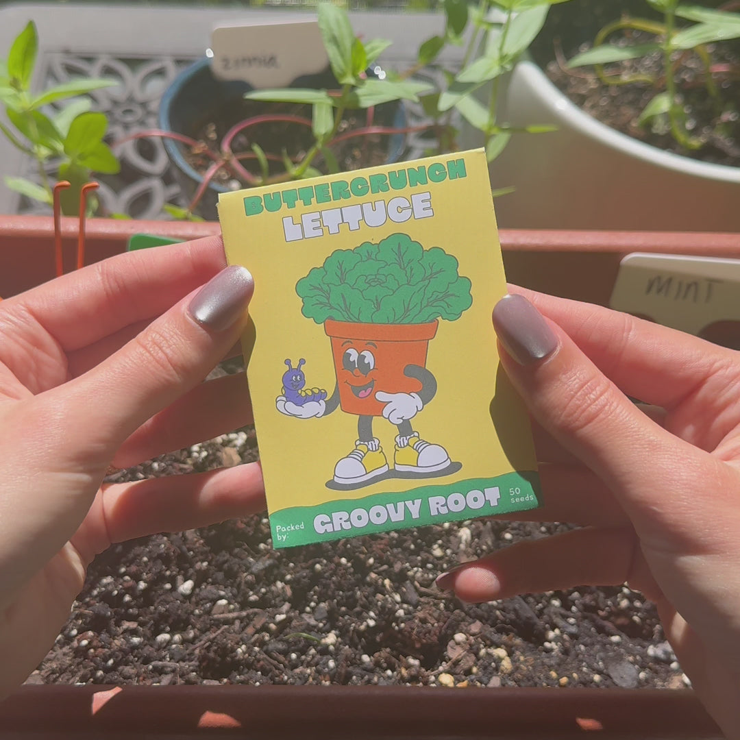 Buttercrunch Lettuce Seeds - Heirloom