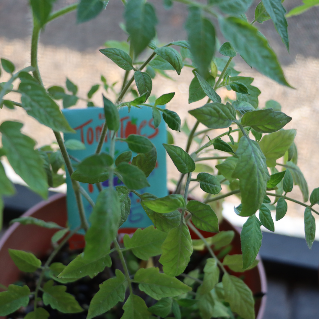 Close-up of a green leafy plant with a blurred background