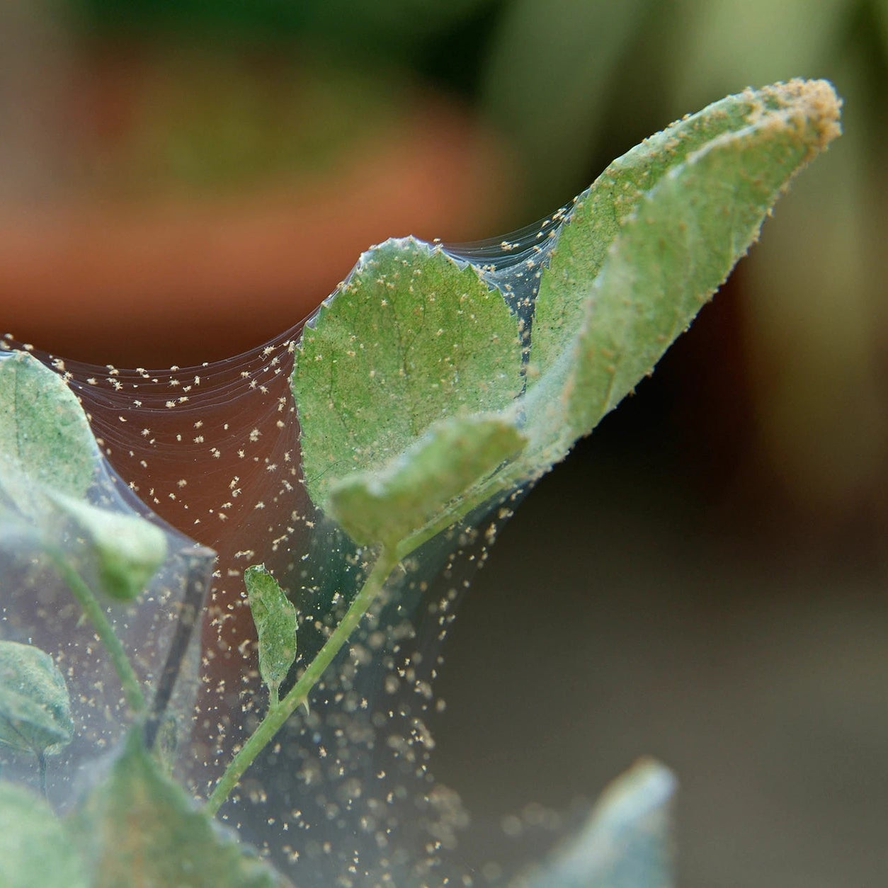 Close-up of green leaves with spider webs and a blurred background